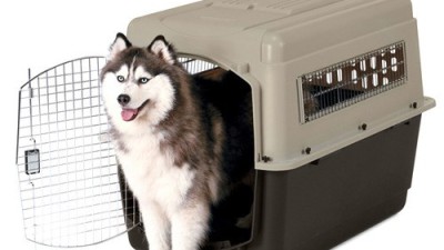 댕댕이 행복 🐶  대형켄넬 특가 할인 정보!